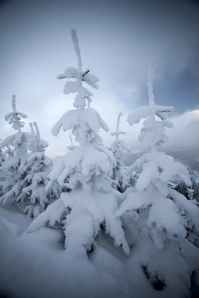 Árboles cubiertos de nieve en las montañas —  Fotos de Stock