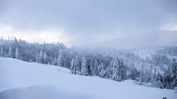 Floresta de pinheiros coberta de neve nas montanhas — Fotografia de Stock