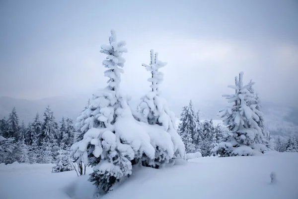 Pokryte śniegiem drzewa w górach — Zdjęcie stockowe
