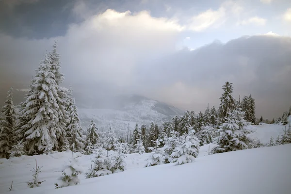 Dağlarda karla kaplı ağaçlar — Stok fotoğraf