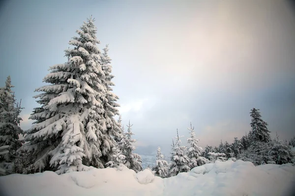 Árboles cubiertos de nieve en las montañas —  Fotos de Stock