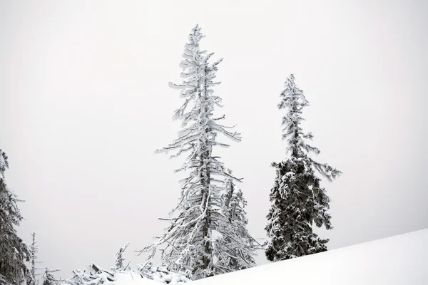 Snow covered trees in the mountains — Stock Photo, Image
