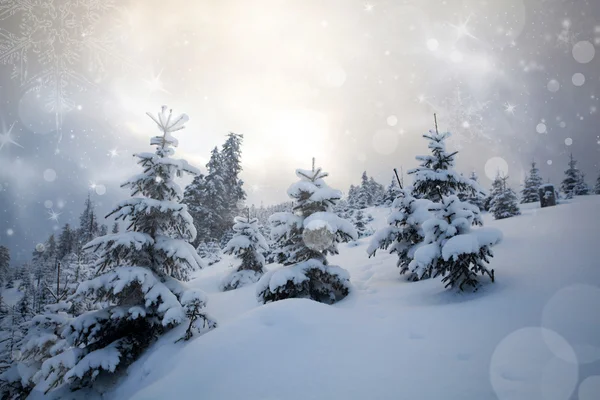 Schnee bedeckte Bäume in den Bergen — Stockfoto
