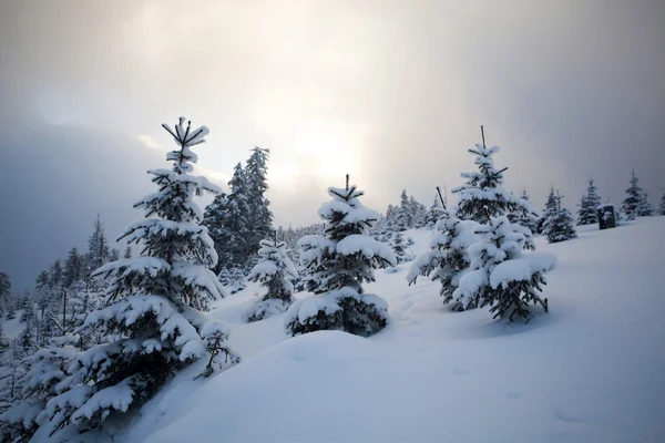 山上覆盖着雪的树木 — 图库照片