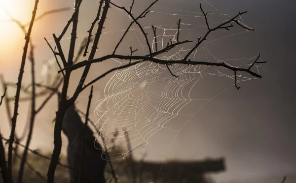 Teia de aranha em uma árvore — Fotografia de Stock