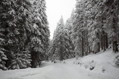 Ormanda karlı bir yol