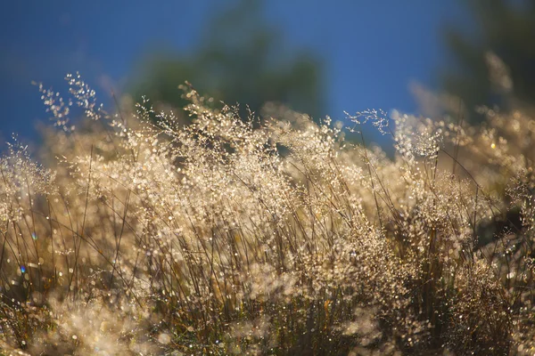 Herbe au lever du soleil doré et brouillard — Photo