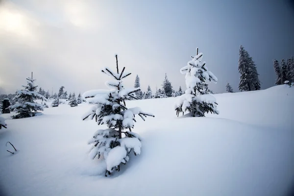 山上覆盖着雪的树木 — 图库照片