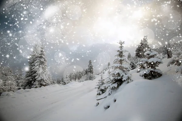 Árvores cobertas de neve nas montanhas — Fotografia de Stock