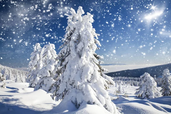 Bomen bedekt met sneeuw in de bergen — Stockfoto