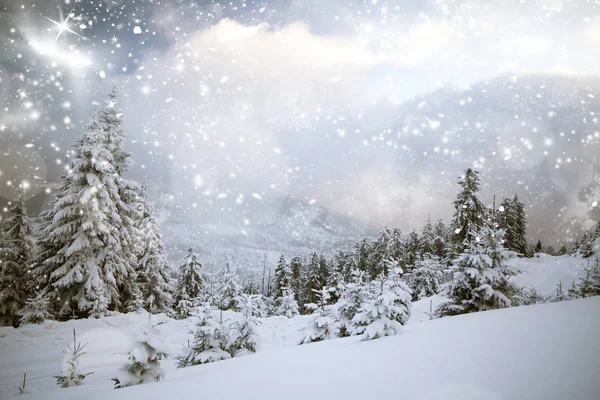 Neve coberto floresta de inverno — Fotografia de Stock