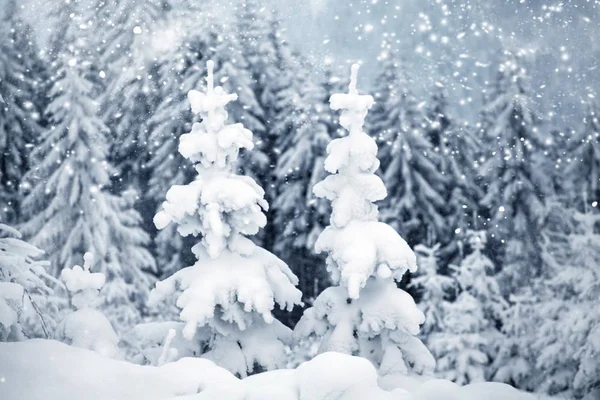 Träd täckta med snö i bergen — Stockfoto