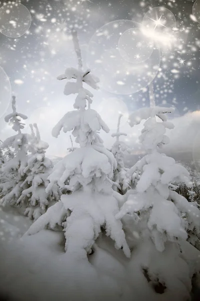 Árboles cubiertos de nieve en las montañas — Foto de Stock