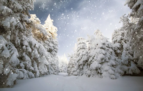 Bomen bedekt met sneeuw in de bergen — Stockfoto