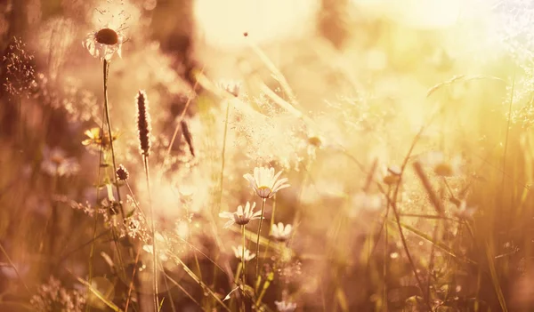 夕暮れの夏の草原 — ストック写真