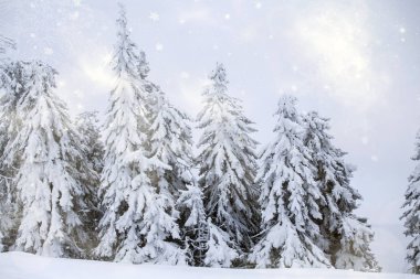 karlı köknar ağaçları ile kış manzarası