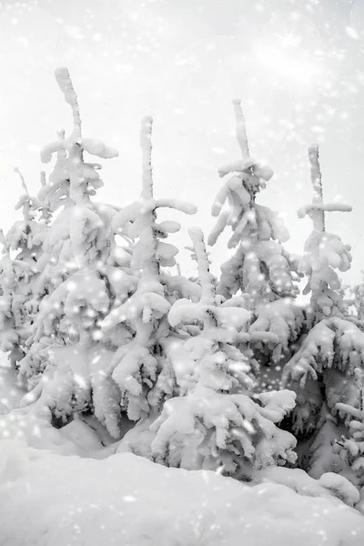Hóval borított fák a hegyekben — Stock Fotó
