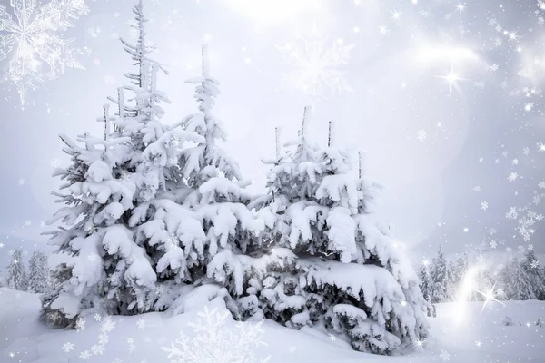 Drzewa pokryte śniegiem w górach — Zdjęcie stockowe