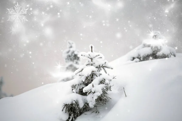 Trees covered with snow in the mountains — Stock Photo, Image