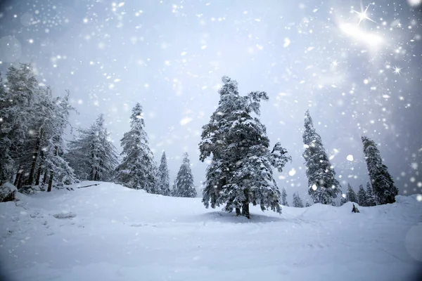 Bomen bedekt met sneeuw in de bergen — Stockfoto