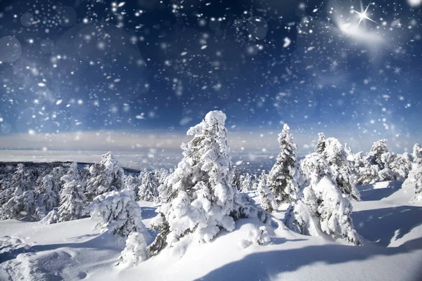山の雪に覆われた木 — ストック写真