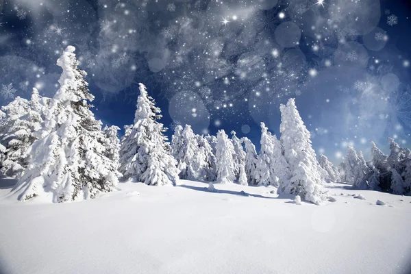 Bomen bedekt met sneeuw in de bergen — Stockfoto