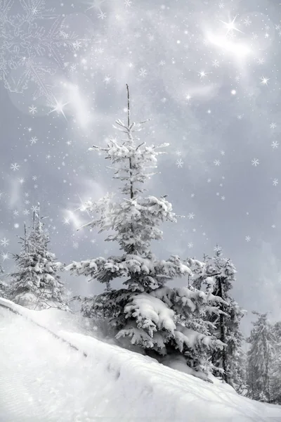 Pokryte śniegiem drzewa sosnowego w górach — Zdjęcie stockowe