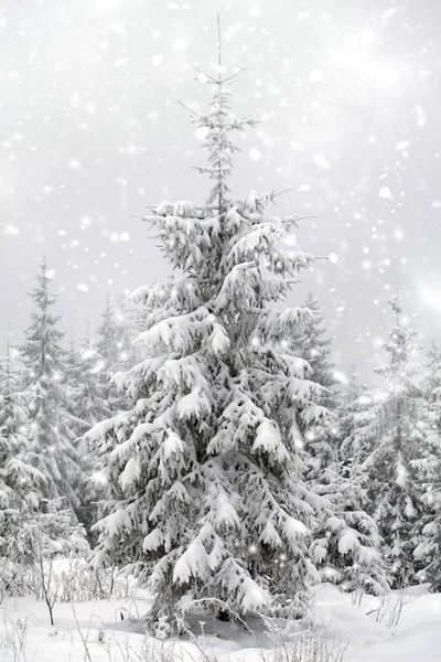 Fundo de Natal com abetos nevados — Fotografia de Stock