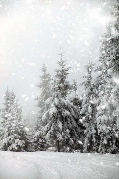 Christmas background with snowy fir trees