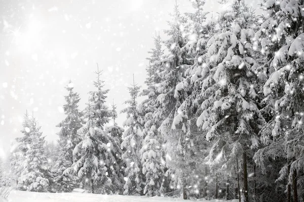 有白雪杉树的圣诞背景 — 图库照片