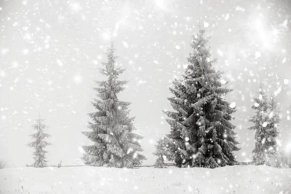 雪のモミの木とクリスマスの背景 — ストック写真