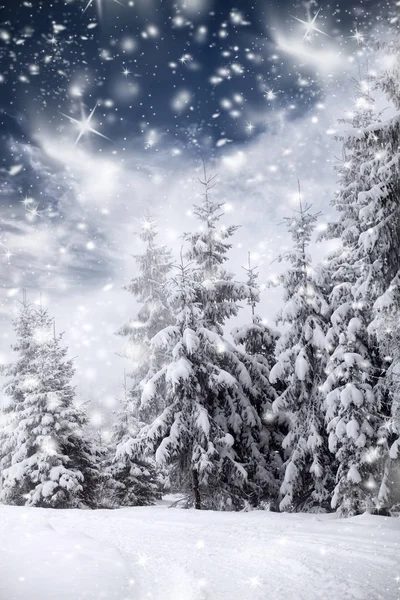 Kerst achtergrond met besneeuwde dennenbomen — Stockfoto
