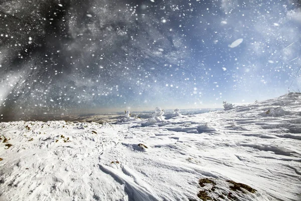 Jul bakgrund med snöiga gran träd — Stockfoto