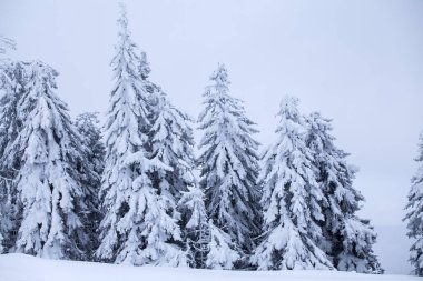Karlı köknar ağaçları ile Noel arkaplanı