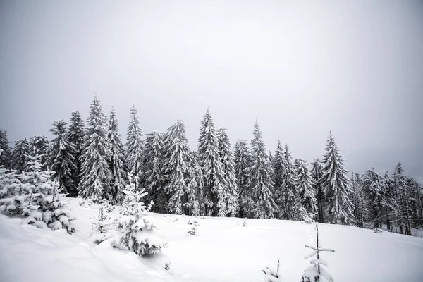 겨울 풍경을 눈으로 덮여 숲 — 스톡 사진