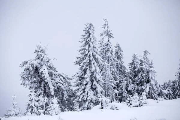 有白雪杉树的圣诞背景 — 图库照片