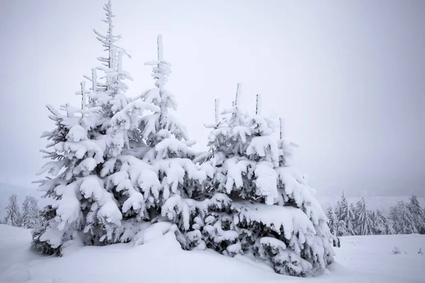 Jul bakgrund med snöiga gran träd — Stockfoto