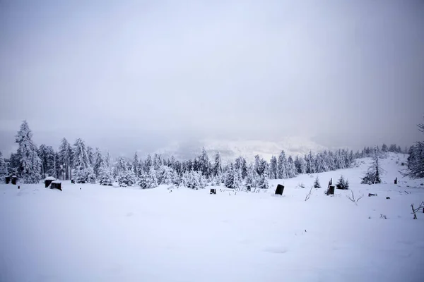 Зимний пейзаж с заснеженными лесами — стоковое фото