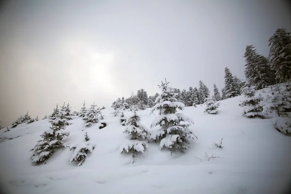 Зимний пейзаж с заснеженными лесами — стоковое фото