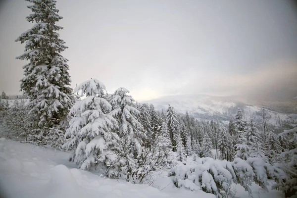 冬季景观与雪覆盖森林 — 图库照片