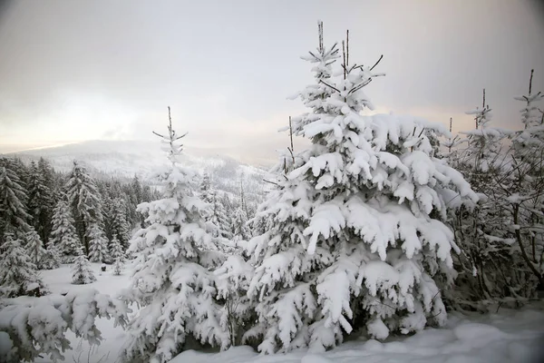 有白雪杉树的圣诞背景 — 图库照片