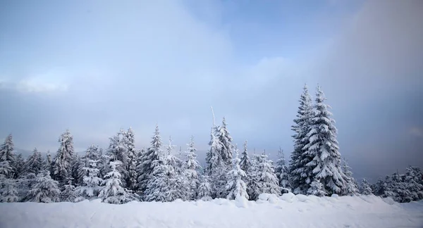 冬季景观与雪覆盖森林 — 图库照片