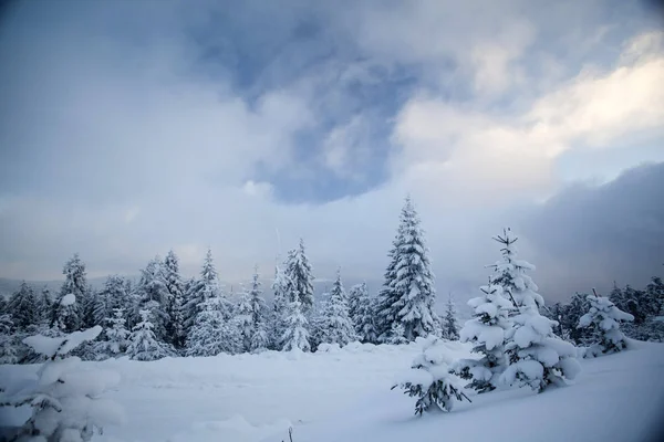 Paisaje invernal con bosque cubierto de nieve — Foto de Stock