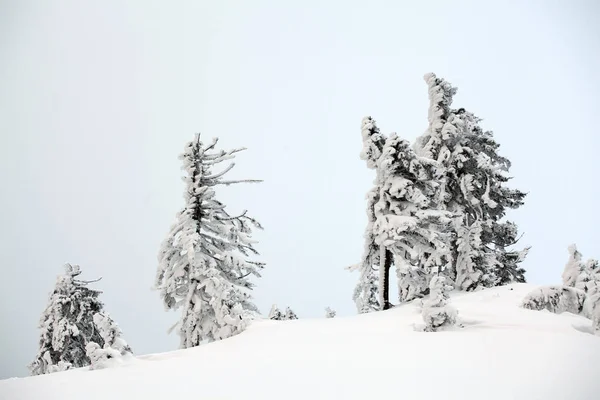 Зимний пейзаж с заснеженными лесами — стоковое фото