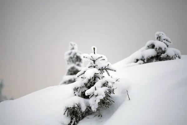 有白雪杉树的圣诞背景 — 图库照片