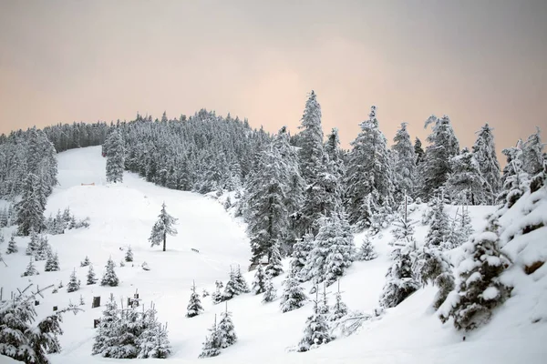 Winterlandschaft mit schneebedecktem Wald — Stockfoto