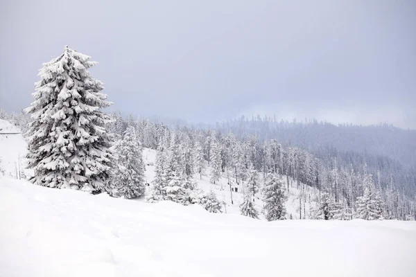 Winter landscape with snow covered forest Royalty Free Stock Photos