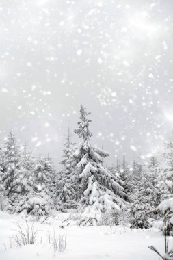 karlı köknar ağaçları ile kış manzarası