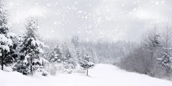 눈 덮인 전나무 나무와 겨울 풍경 — 스톡 사진