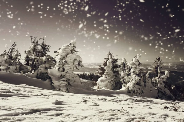 Vinterlandskap med snötäckta granar — Stockfoto